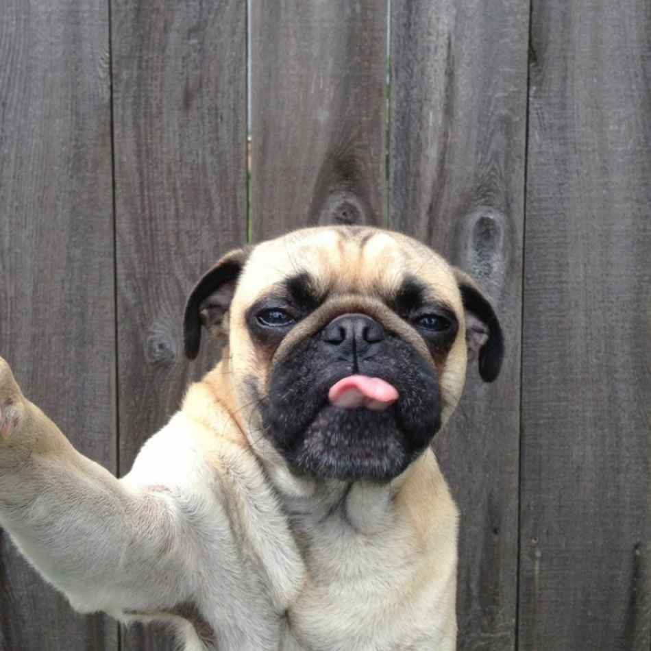 Las mejores fotos de perros tomándose una selfie