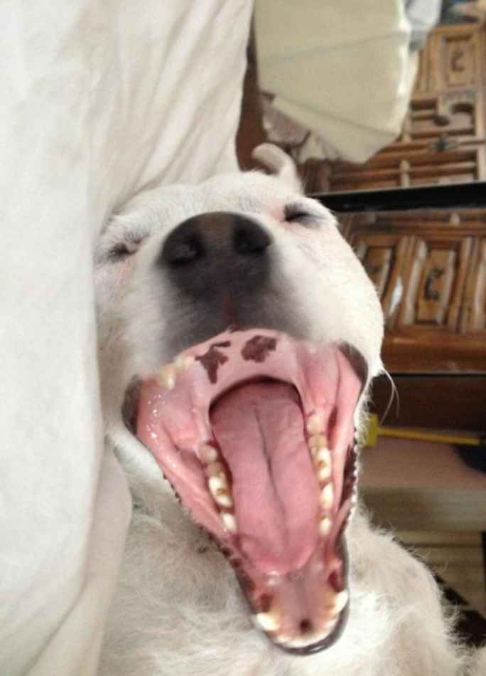 perros