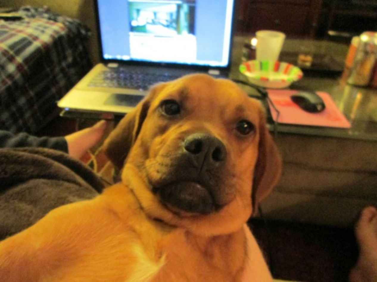 Las mejores fotos de perros tomándose una selfie