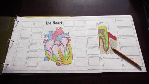 Big Anatomy Foldables Bundle for Interactive Notebooks or Binders