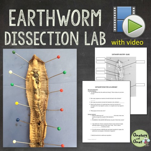 Earthworm Dissection Lab Worksheets, Procedures, Diagrams & Video