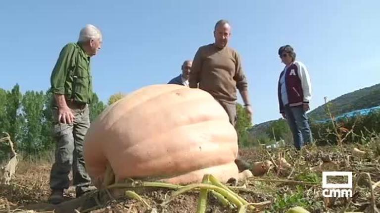 Una calabaza gigante ha crecido en Cañete, Cuenca