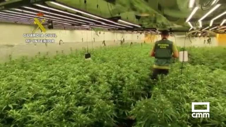 Hallan 10.000 plantas de marihuana en un pueblo de 700 habitantes de Toledo