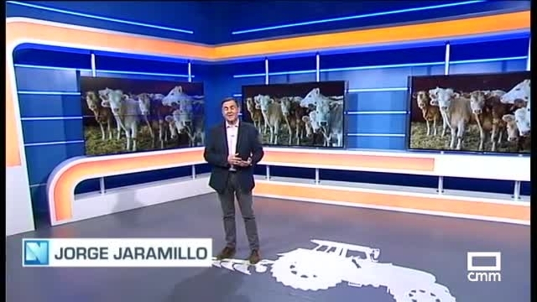 El Campo | Cebar un ternero cuesta hoy casi 250 euros más