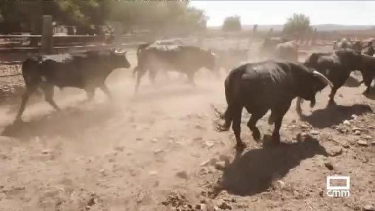 Tiempo de toros