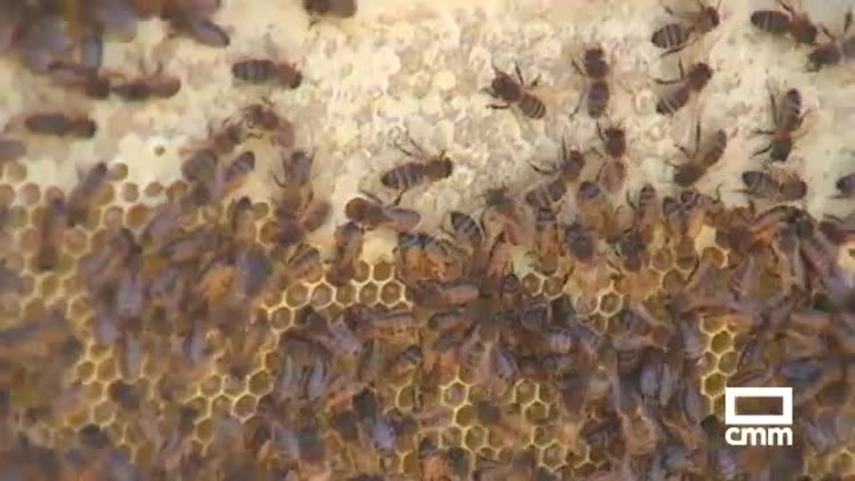 Los motivos por los que las abejas son imprescindibles para el planeta